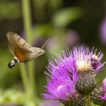 hummingbird hawk-moth (Macroglossum stellatarum) collect nectar from plant