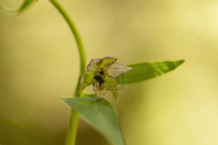 Téléchargez les photos : Helleborine à feuilles larges (Epipactis helleborine) dans la nature - en image libre de droit