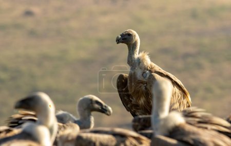 Photo for Griffon Vulture (Gyps fulvus) on feeding station - Royalty Free Image