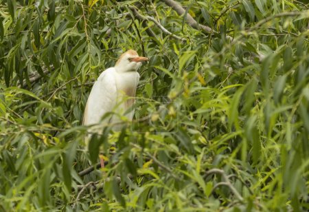 Cattle Egret portrait in breeding colony