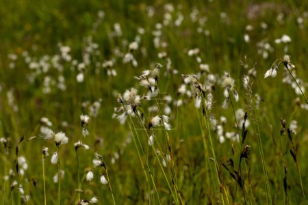 Photo for Broad-leaved Cottongrass (Eriophorum latifolium) in natural habitat - Royalty Free Image