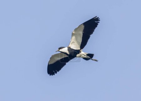 Photo for Spur-winged Lapwing (Vanellus spinosa) in flight - Royalty Free Image