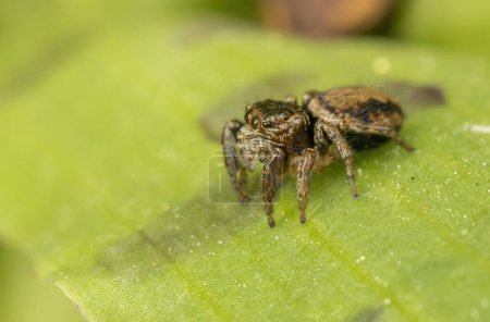 Photo for Curious jumping spider close up - Royalty Free Image