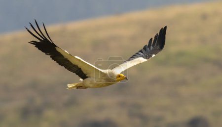 Egyptian vulture in natural habitat in Bulgaria