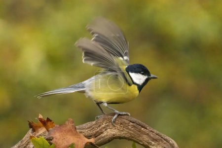 Great tit drink water and sitting on branch