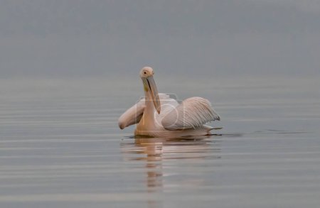 White Pelican in Kerkini Lake, Greece