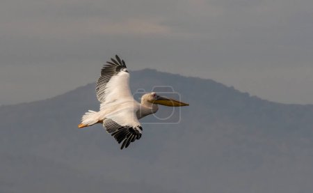 Pelikan in Kerkini Lake, Griechenland