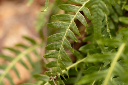 Photo for Common polypody fern (Polypodium vulgare) - Royalty Free Image