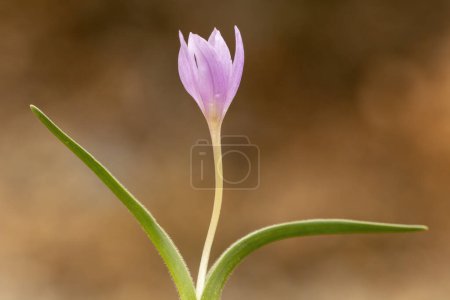 Crocus es un género de plantas con flores de temporada.