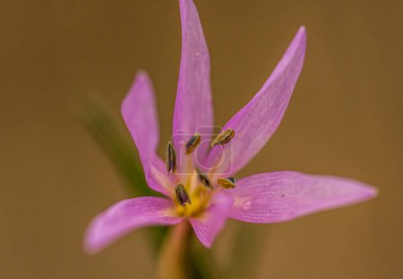 Crocus es un género de plantas con flores de temporada.