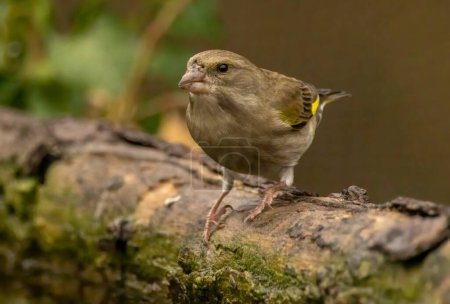 Common Greenfinch in to the forest