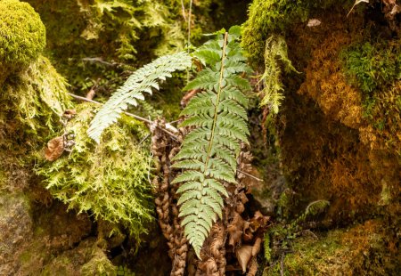Photo for Common polypody fern (Polypodium vulgare) - Royalty Free Image