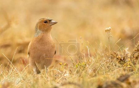 Common Chaffinch sitting on the ground