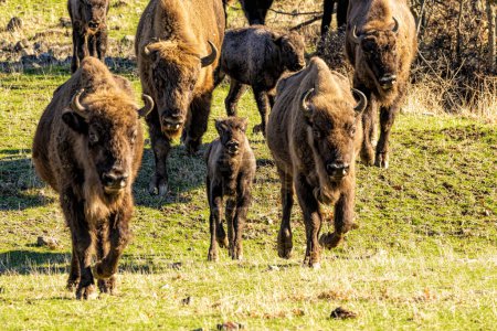 Bison europeo reintroducido en los Balcanes