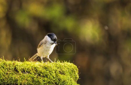 Common Marsh Tit in the forest background
