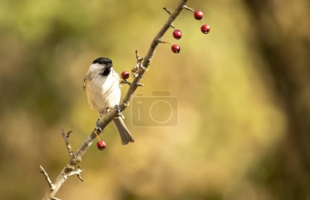 Common Marsh Tit in the forest background