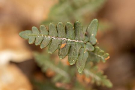 Common polypody fern (Polypodium vulgare)