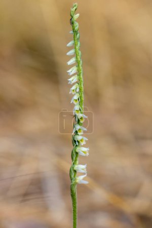 Orchid of Autumn Lady's-tresses macro photography