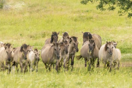 Semi-Wildpferde (Tarpans) wieder in Bulgarien angesiedelt