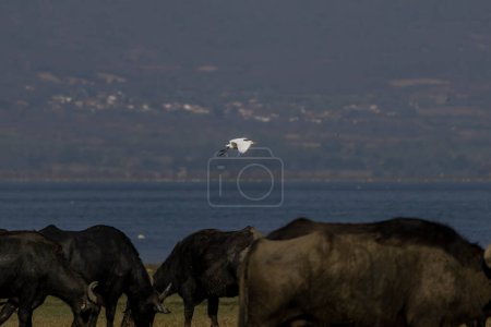 Buffalo, flamingos, cattle egret and view from Kerkini lake, Greece