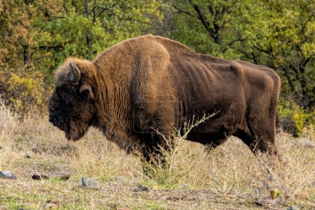 Bison europeo reintroducido en los Balcanes