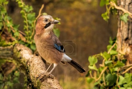 Forest bird Jay (Garrulus glandarius)