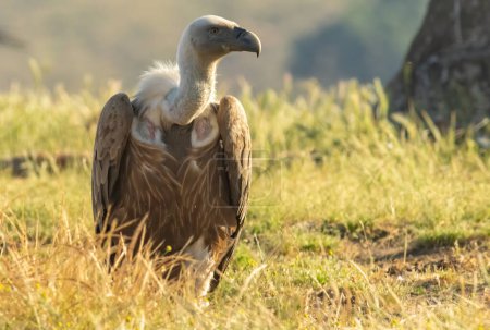Griffon Vulture (Gyps fulvus) sur la station d'alimentation