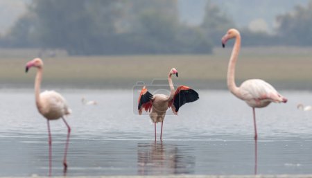 Große Flamingo-Herde im Nationalpark in Griechenland