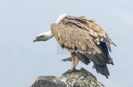 Griffon Vulture (Gyps fulvus) sur la station d'alimentation