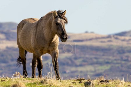Semi wild horses (Tarpans) reintroduced in Bulgaria