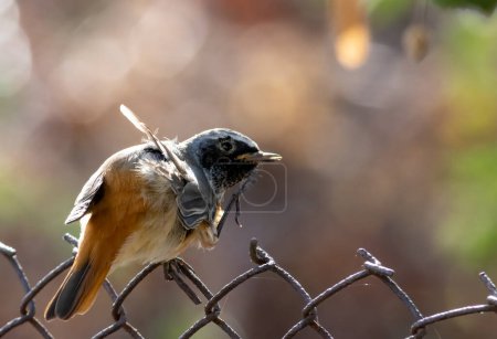 Redstart común sentado en la valla