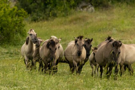 Semi-Wildpferde (Tarpans) wieder in Bulgarien angesiedelt