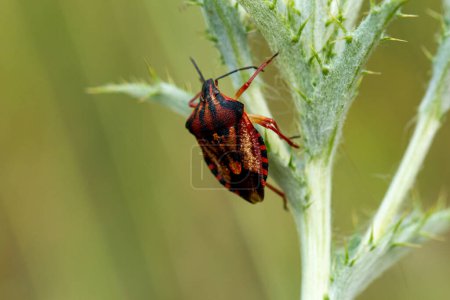 Shield bug macro photography