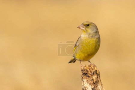 Common Greenfinch in to the forest
