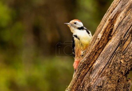 Middle Spotted Woodpecker sitting on dead tree