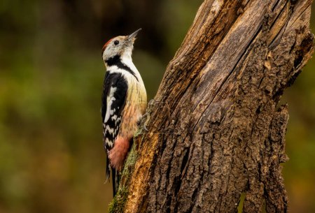 Pájaro carpintero moteado medio sentado en un árbol muerto