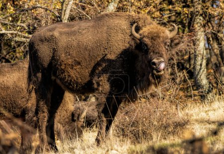 European Bison reintroduced on the Balkans