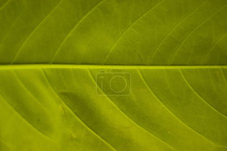 Textures Of Grape Green Leaves