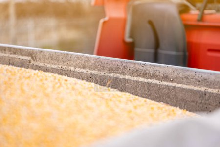 Jede Menge Weizenkäfer kriechen aus einem mit Maiskörnern beladenen Lastwagen. Desinfektion und Begasung gegen Weizenrüssler und andere Schädlinge in Getreidelagern