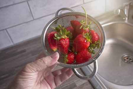 Téléchargez les photos : Main de femme tenant des fraises mûres et lavées dans une petite passoire en acier inoxydable - en image libre de droit