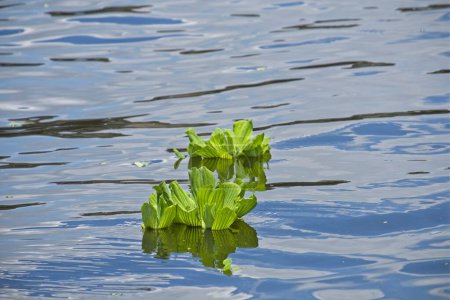 Water Lettuce (Pistia stratiotes), an invasive species, also known as water cabbage, Nile cabbage or shellflower