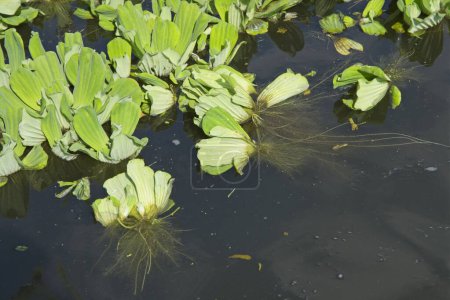 Wassersalat (Pistia stratiotes), eine invasive Art, die auch als Wasserkohl, Nilkohl oder Muschelblume bekannt ist