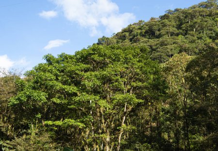 Téléchargez les photos : Beaux arbres très verts avec ciel bleu de CR - en image libre de droit