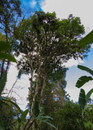 Téléchargez les photos : Beaux arbres très verts avec ciel bleu de CR - en image libre de droit