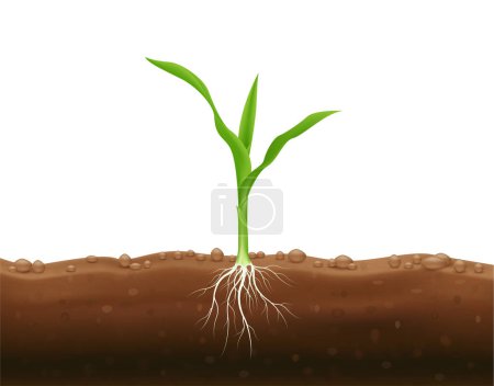 Illustration for Corn seedlings with underground roots. Maize growth popular grain crop that is used for cooking or processing as animal food. Agriculture concept. Use ad the agricultural industry. Vector EPS10. - Royalty Free Image