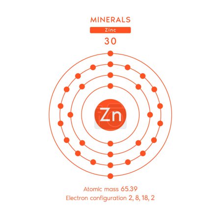 Símbolo y diagrama de electrones naranja para Minerales zinc. Elemento químico de calcio y número atómico. Elemento químico de la tabla periódica. Conceptos médicos y científicos. Vector EPS10.