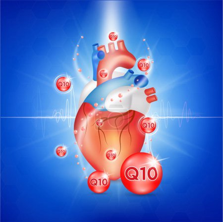 Coenzym q10 und Herz. Substanz zur Aufrechterhaltung der Herztätigkeit. Normalisierung der Herztätigkeit. Vektor EPS10