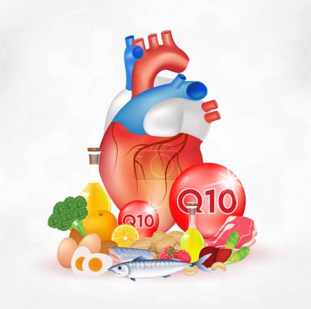Coenzyme q10 and heart. Substance for maintaining cardiac activity.  Normalization of cardiac activity. Vector EPS10
