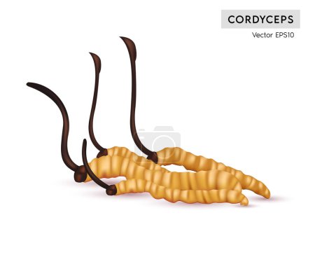 Cordyceps Sinensis. Hierbas chinas tradicionales, Es un hongo que utiliza para la medicina y la comida famosa en Asia. Color amarillo anaranjado hongo saludable sobre fondo blanco. Ilustración del vector EPS10