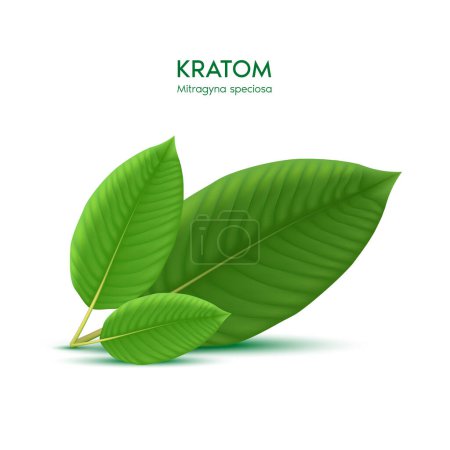 Illustration for Fresh green Kratom leaf (Mitragyna speciosa). Plant herbal alternative, narcotics, painkiller. Medical concept. Realistic 3D vector. Isolated on white background. - Royalty Free Image